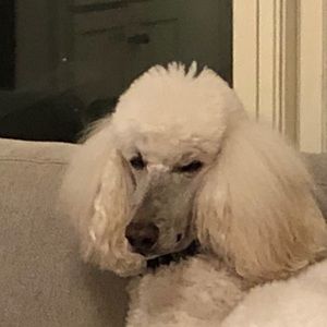 Meet your Posher, Mark